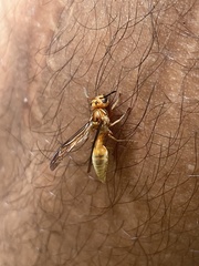 Synoeca virginea