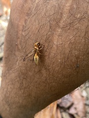 Synoeca virginea