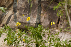 Cochlospermum gillivraei