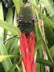 Aechmea ornata
