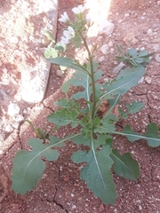 Diplotaxis erucoides