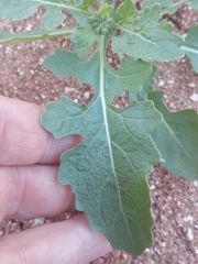 Diplotaxis erucoides