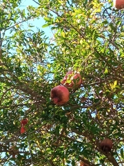 Punica