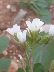 Diplotaxis erucoides