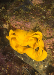 Dendrodoris caesia