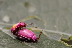 Oedionychina