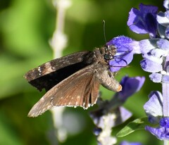 Erynnis funeralis