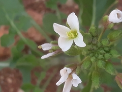Diplotaxis erucoides