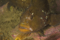 Clinus superciliosus