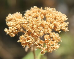 Achillea ligustica