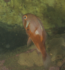 Chrysoblephus laticeps