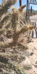 Cylindropuntia
