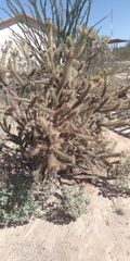 Cylindropuntia