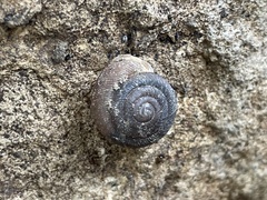 Triodopsis hopetonensis