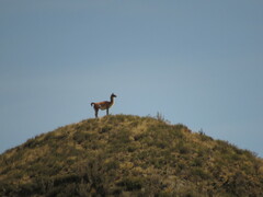 Lama guanicoe