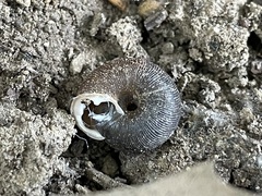 Triodopsis hopetonensis