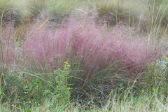 Muhlenbergia