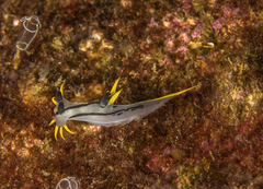 Polycera capensis