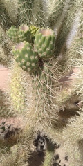 Cylindropuntia