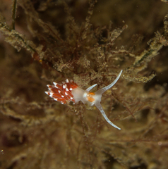 Cratena capensis