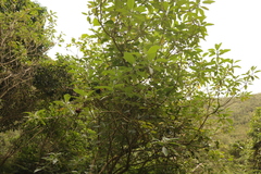 Solanum giganteum