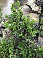 Gymnosporia nemorosa