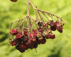 Solanum giganteum