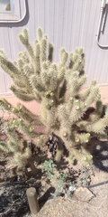 Cylindropuntia