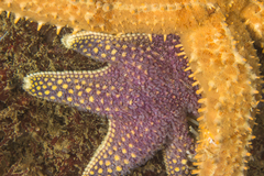 Callopatiria