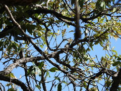 Baeolophus wollweberi