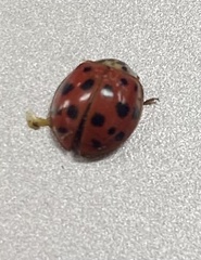 Harmonia axyridis
