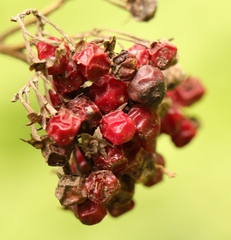 Solanum giganteum