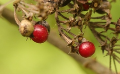 Solanum giganteum