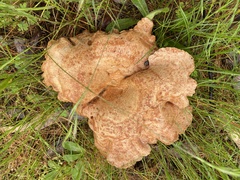 Suillus granulatus
