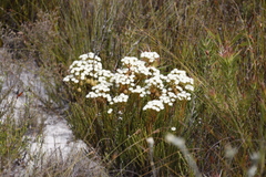 Brunia paleacea