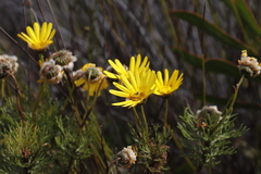 Euryops