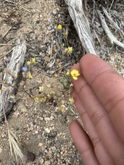 Leptosiphon chrysanthus