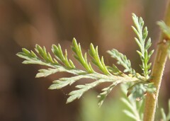 Achillea ligustica