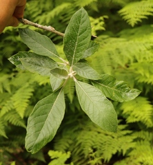 Solanum giganteum