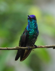 Chrysuronia oenone