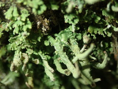 Cladonia ochrochlora