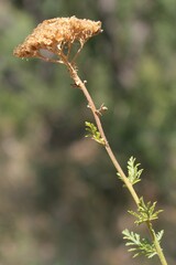 Achillea ligustica