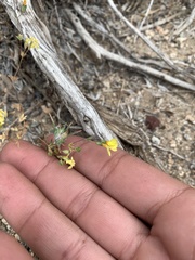 Leptosiphon chrysanthus