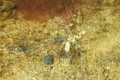 Terebellidae