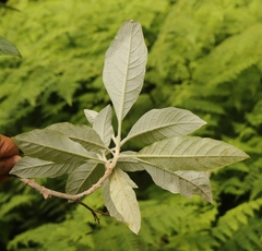Solanum giganteum
