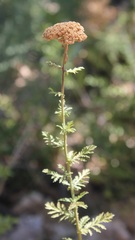 Achillea ligustica