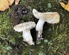 Tricholoma columbetta