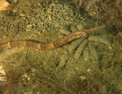 Syngnathus temminckii