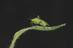Calocoris affinis