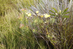 Euryops